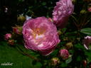 Geschwind's Nordlandrose II rose photo