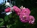 Geschwind's Nordlandrose II rose photo