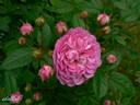 Geschwind's Nordlandrose II rose photo
