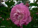 Geschwind's Nordlandrose II rose photo