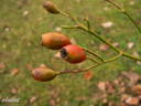 Geschwind's Nordlandrose II rose photo