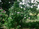 Geschwinds Nordlandrose I rose photo