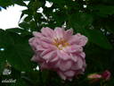 Geschwinds Nordlandrose I rose photo