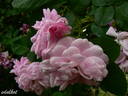 Geschwinds Nordlandrose I rose photo