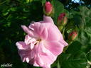 Geschwinds Nordlandrose I rose photo