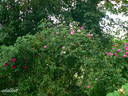 Geschwinds Orden rose photo