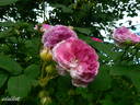 Geschwinds Orden rose photo