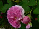 Geschwinds Orden rose photo