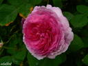 Geschwinds Orden rose photo