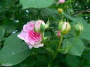 Geschwinds Orden rose photo