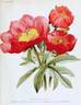 <i>Paeonia officinalis anemoniflora</i> peony photo