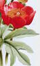 <i>Paeonia officinalis anemoniflora</i> peony photo