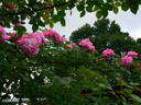 Griseldis rose photo