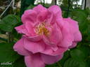 Griseldis rose photo
