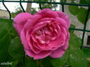 Griseldis rose photo
