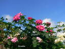 Griseldis rose photo