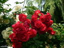 Blaze rose photo