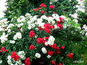 Blaze rose photo