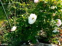Lac Majeau rose photo