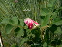 Lac Majeau rose photo