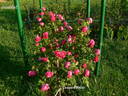 Leopold Ritter rose photo