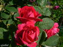Leopold Ritter rose photo