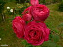 Leopold Ritter rose photo