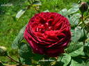 Leopold Ritter rose photo