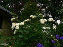 Long John Silver rose photo