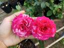Best Impression rose photo