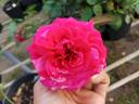 Best Impression rose photo