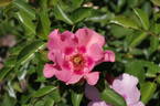 Eye Shadow rose photo