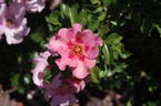 Eye Shadow rose photo