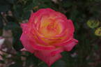 We will Remember Them rose photo