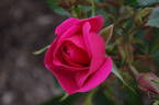 KORhopiko rose photo