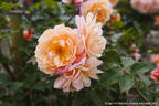 Calypso rose photo