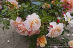 Calypso rose photo