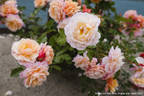 Calypso rose photo