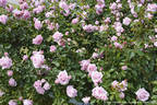 Hagoromo rose photo