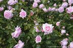 Hagoromo rose photo
