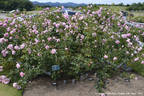 Hagoromo rose photo