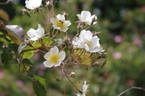 R. henryi rose photo