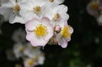 Memorial Rose rose photo