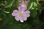 R. blanda rose photo