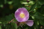 R. blanda rose photo
