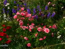 Morden Ruby rose photo