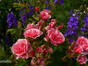 Morden Ruby rose photo