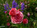 Morden Ruby rose photo