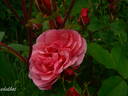 Morden Ruby rose photo