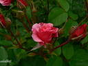 Morden Ruby rose photo